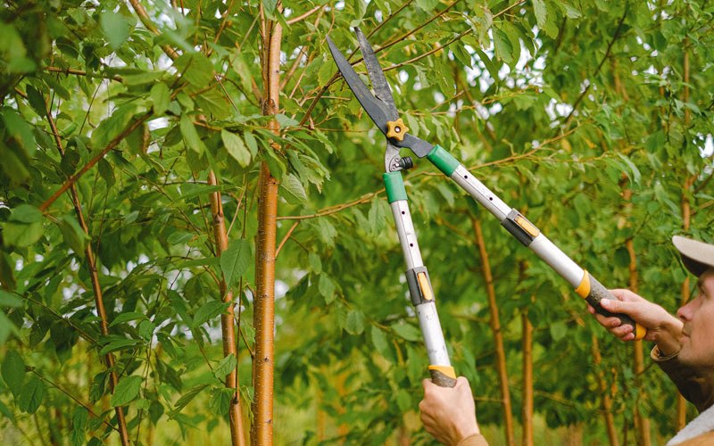 Tree trimming in Kingsbury, IN